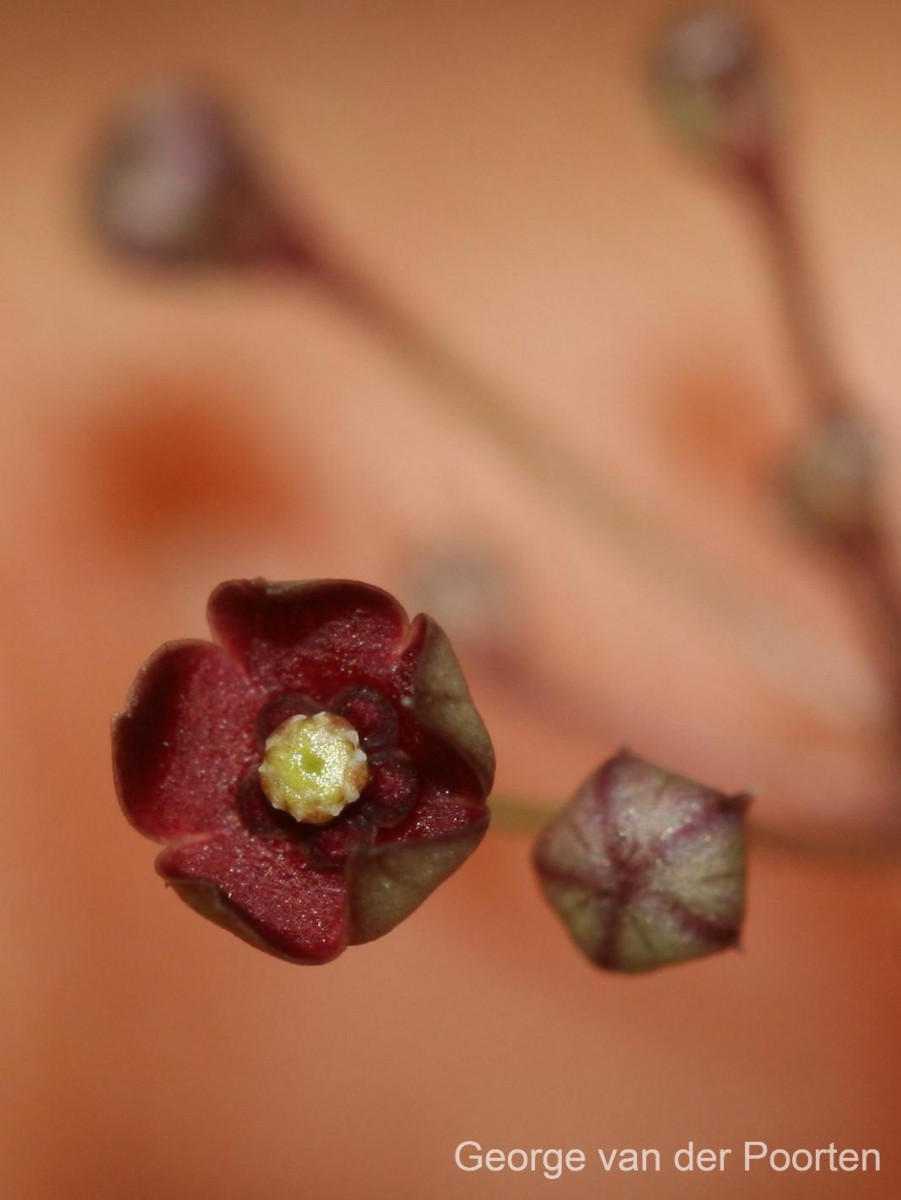 Vincetoxicum flexuosum var. tenuis (Blume) Schneidt, Meve & Liede